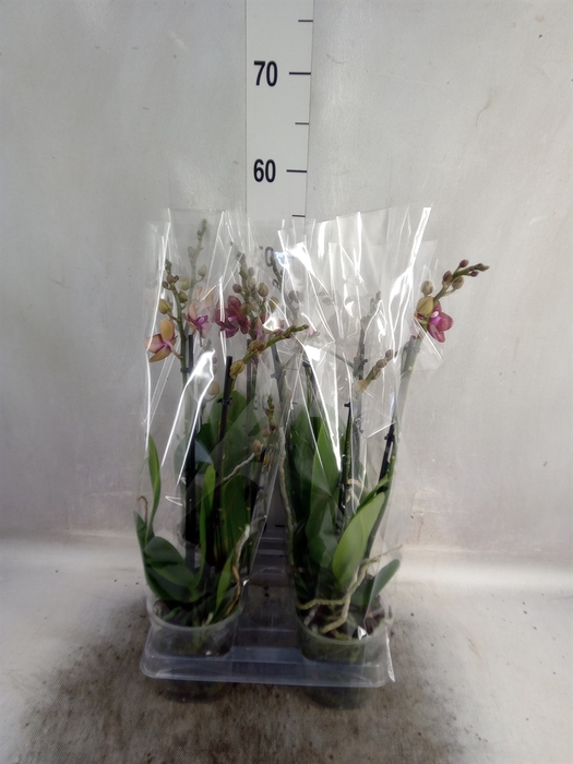 <h4>Phalaenopsis multi.   ...red</h4>