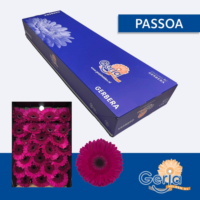 <h4>GE GR PASSOA</h4>
