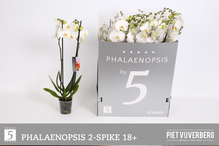 <h4>PHAL OV WIT</h4>