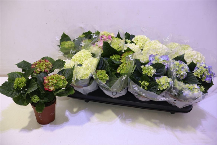 <h4>arr8 Hydr M Gem</h4>