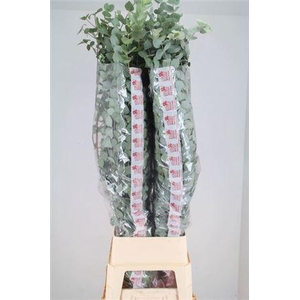 Euca Cinerea Super P Stem 140 Cm