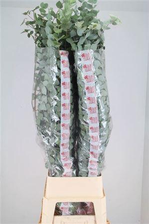 <h4>Euca Cinerea Super P Stem 140 Cm</h4>