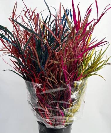 <h4>Grevillea Painted Mix in Bucket</h4>