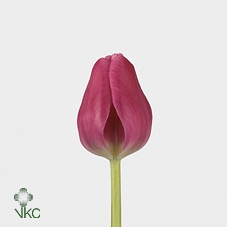 TU EN MARATHON CHAMP