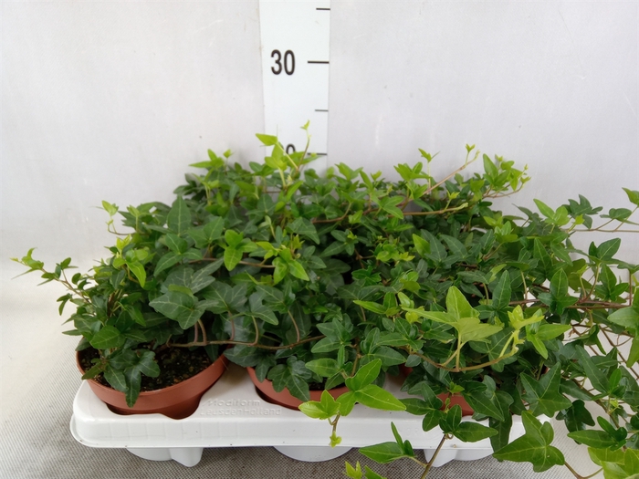 <h4>Hedera helix 'Shamrock'</h4>