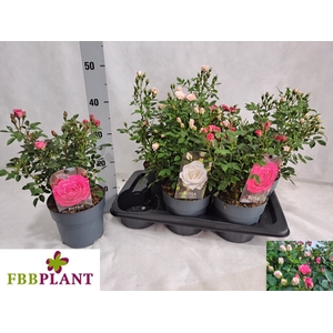 ROSA MIXK