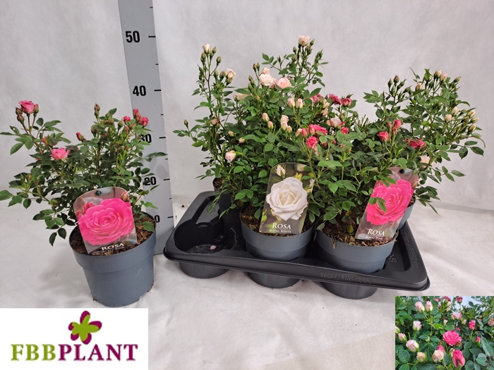 <h4>ROSA MIXK</h4>