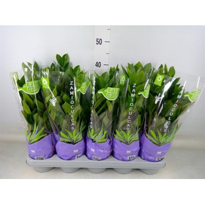 Zamioculcas zamiifolia