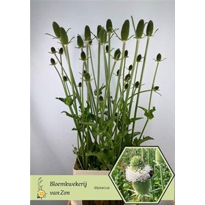 Dipsacus (kaardebol)