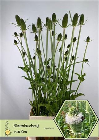 <h4>Dipsacus (kaardebol)</h4>