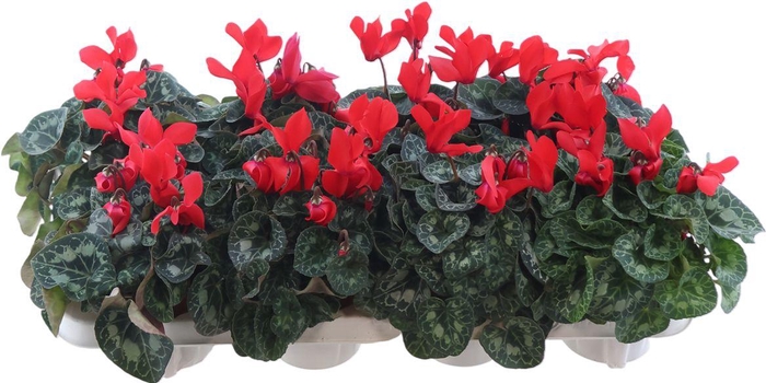 <h4>Cycl Midi Ss Rood X8</h4>