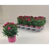 Dianthus caryophyllus 'Peman Fancy Cerise'