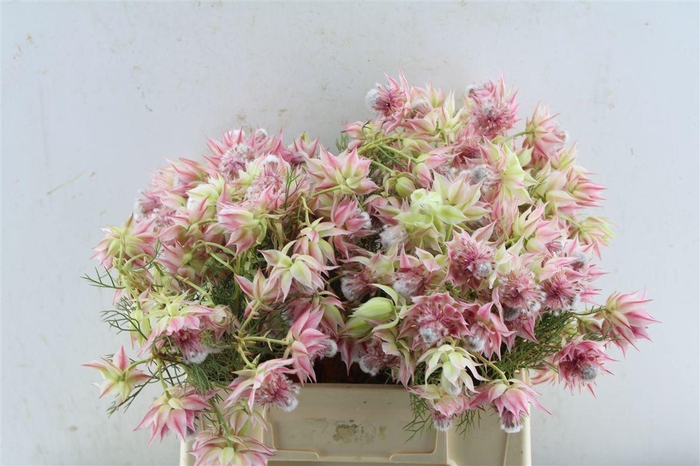 <h4>Blushing Bride Pink 2-5</h4>