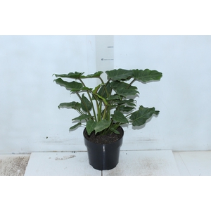 PHILODENDRON XANADU P17