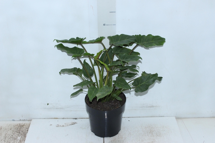 <h4>PHILODENDRON XANADU P17</h4>