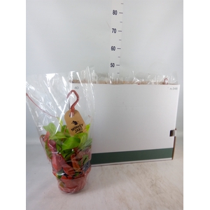 Nepenthes alata
