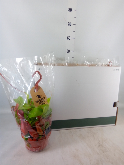 <h4>Nepenthes alata</h4>