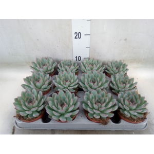 Echeveria  'Apus'