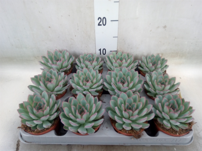 <h4>Echeveria  'Apus'</h4>