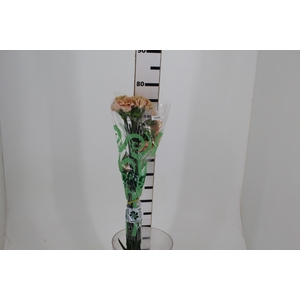 CRAVO CAPUCCINO 070 CM