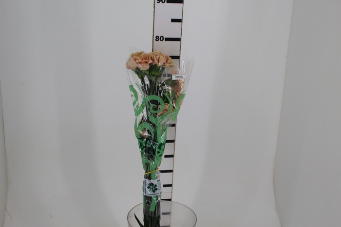 <h4>CRAVO CAPUCCINO 070 CM</h4>