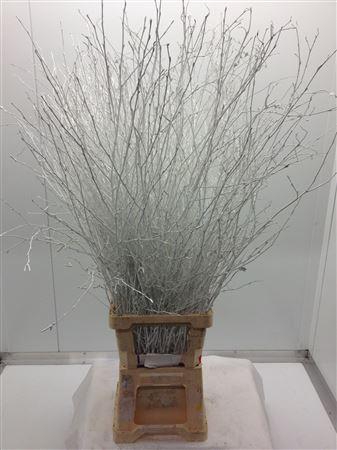 <h4>Berk Lang Wit</h4>