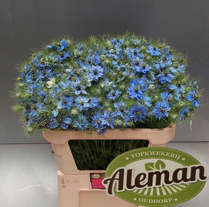 <h4>NIGE D ARTIST BLUE</h4>