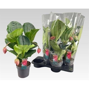 Medinilla magnifica Flamenco 17Ø 55cm 3fl