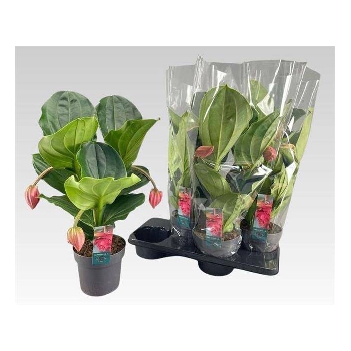 <h4>Medinilla magnifica Flamenco 17Ø 55cm 3fl</h4>