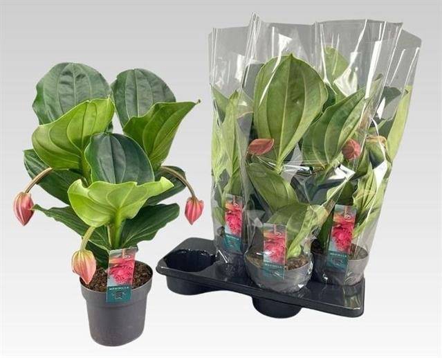 Medinilla magnifica Flamenco 17Ø 55cm 3fl