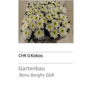 CHR G KOKOS