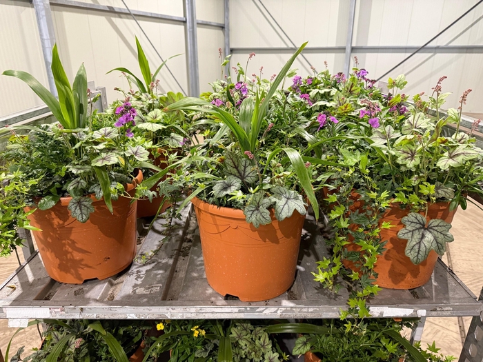 <h4>VASTE PL GEM IN POT</h4>