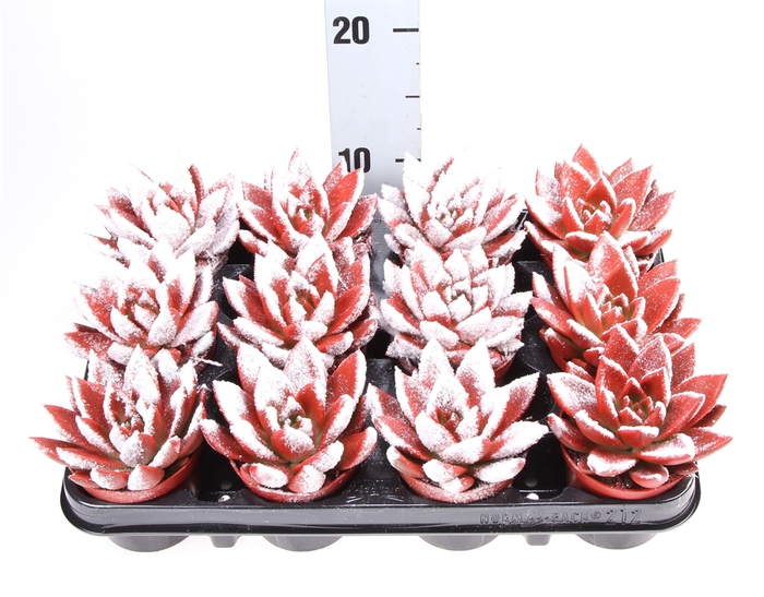 <h4>Echeveria  'Miranda'</h4>