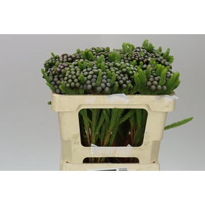 Kaaps Brunia Albiflora