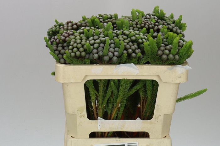 <h4>Kaaps Brunia Albiflora</h4>