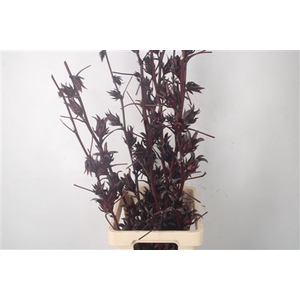 Hibiscus Sabdarifa Ex