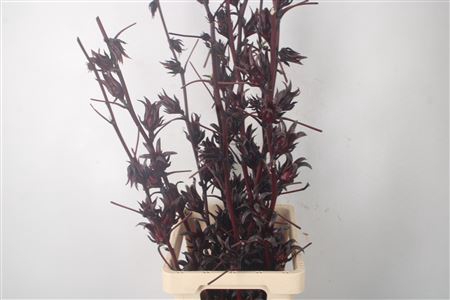 <h4>Hibiscus Sabdarifa Ex</h4>