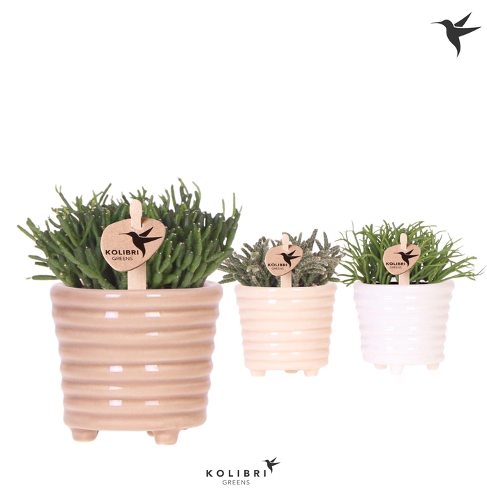 <h4>Kolibri Greens Rhipsalis mix in Ring pot mix</h4>