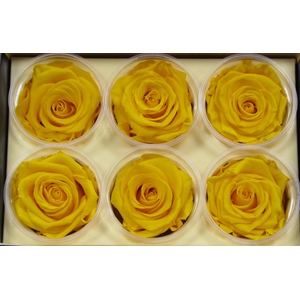 R Prs Yellow Gracious