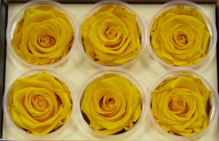 <h4>R Prs Yellow Gracious</h4>