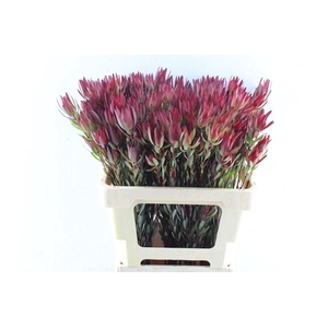 LEUCAD SAL BLUSH