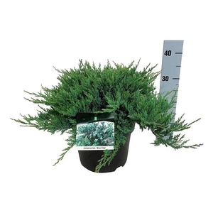Juniperus hor. 'Blue Chip'