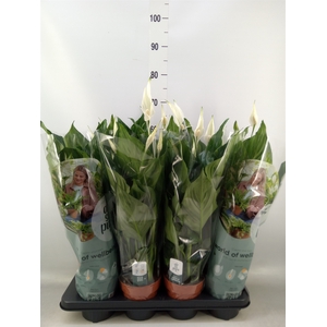 Spathiphyllum  'Sweet Ricardo'