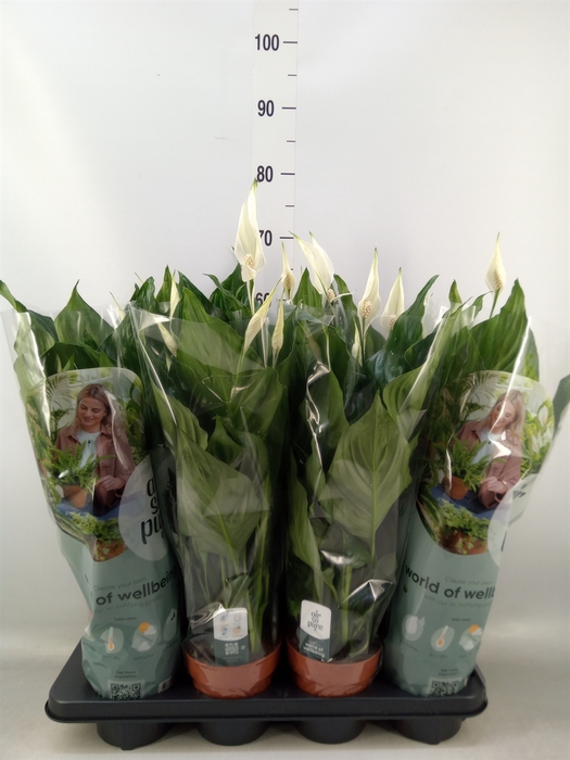 <h4>Spathiphyllum  'Sweet Ricardo'</h4>