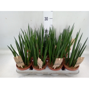 Sansevieria bacularis