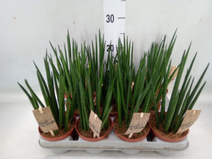 <h4>Sansevieria bacularis</h4>