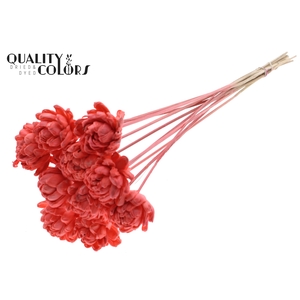 Shola New Beauty Rose 6cm on stem Coral