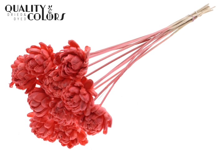 Shola New Beauty Rose 6cm on stem Coral