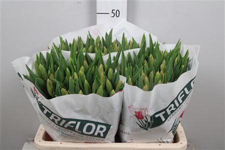 <h4>Tu En Orange Juice</h4>