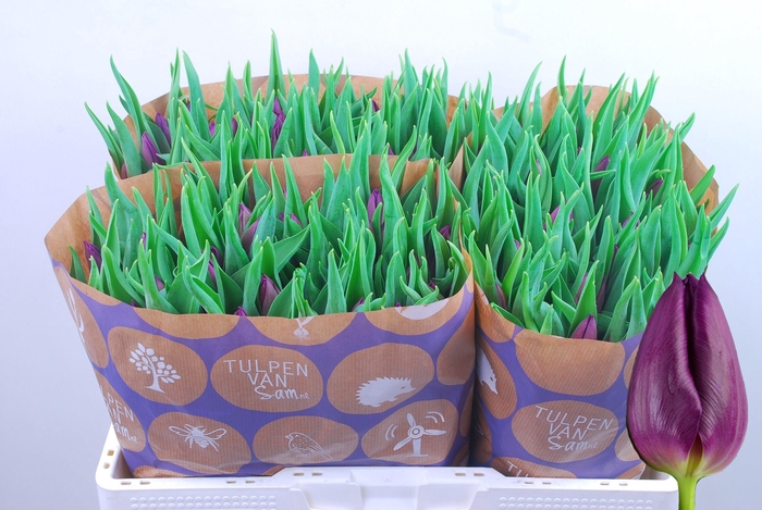 <h4>TU EN LAPTOP</h4>